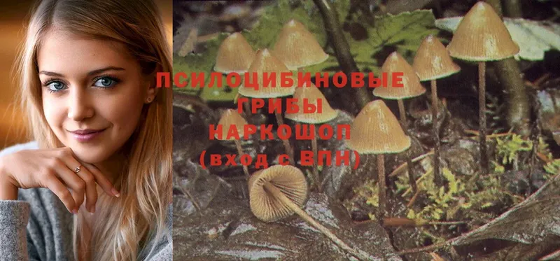 Псилоцибиновые грибы Psilocybe  как найти закладки  Гдов 